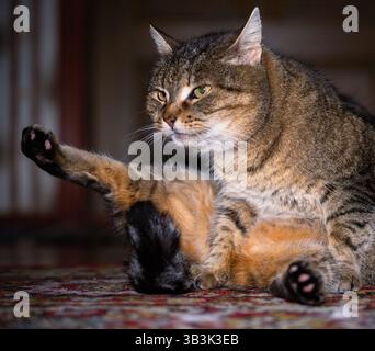 il gatto felice a righe si siede in posa divertente sul tappeto, le zampe si allungano ai lati, primo piano Foto Stock