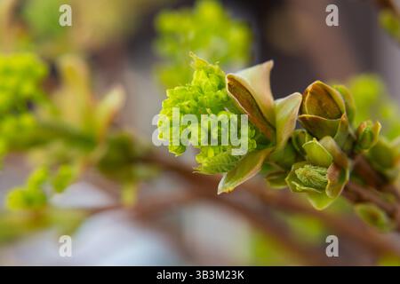 Norvegia Maple (Acer platanoides). In erba su un albero d'acero. Macro. All'inizio della primavera e la comparsa di nuove foglie sugli alberi. Foto Stock