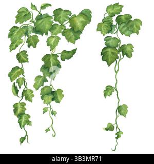 edera verde brillante per arrampicate con vegetazione lussureggiante. Vecchio clipart del giardino. Hedera Helix pianta sempreverde. Illustrazione ad acquerello disegnata a mano. Per scrapbooking, t Foto Stock