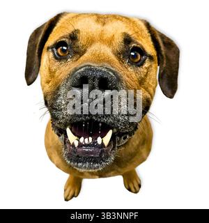 Big Softie: Ritratto ravvicinato di un cane di razza mista che si sbaglia e schizza, con occhi pieni di anima e uno sguardo delicato, catturato con dettagli espressivi da mostrare Foto Stock