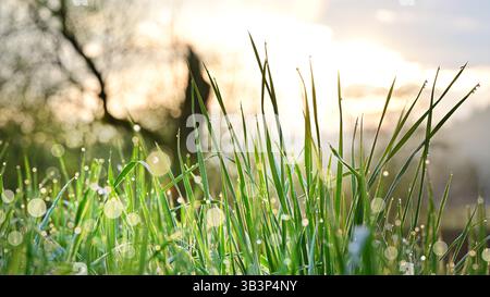 Gras verde con gocce di rugiada al sole del mattino. Foto Stock