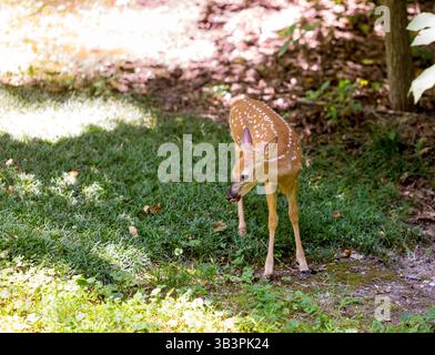 Un giovane cervo maculato dalla coda bianca è in piedi nell'erba Foto Stock