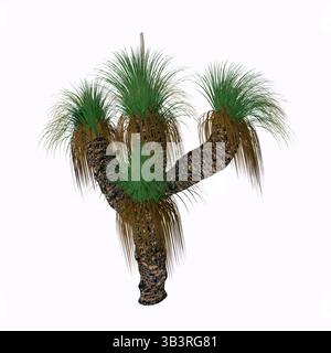 Xanthorroea australis, il Grass-Tree o Black Boy è una pianta australiana. È la specie più comunemente vista del genere Xanthorroea. Foto Stock