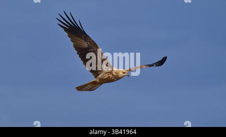 Un nibbio di Whistling (Haliastur sphenurus) predatore nelle ali di volo sparso contro il cielo blu, Werribee Treatment Plant, Victoria, Australia Foto Stock