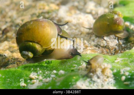Ottobre 15, 2014 - Lago Baikal, Siberia, Russia - mollusco (Benedictia baicalensis) Lago Baikal, Siberia, Russia (credito Immagine: © Andrey Nekrasov/ZUMA filo/ZUMAPRESS.com) Foto Stock