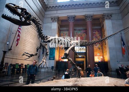 26 maggio 2015 - New York, New York, Stati Uniti - Museo americano di storia naturale. Central Park West e 79th Street. Le aree che attirano l'attenzione sono le tre sale dedicate ai dinosauri esquelos pieni- accanto ad un altro scheletro appeso al soffitto appartenente alla replica di una balena femmina catturata sulla costa meridionale nel 1925. (Immagine di credito: © Sergi Reboredo/ZUMA Wire/ZUMAPRESS.com) Foto Stock