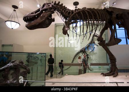 26 maggio 2015 - New York, New York, Stati Uniti - Museo americano di storia naturale. Central Park West e 79th Street. Le aree che attirano l'attenzione sono le tre sale dedicate ai dinosauri esquelos pieni- accanto ad un altro scheletro appeso al soffitto appartenente alla replica di una balena femmina catturata sulla costa meridionale nel 1925. Nella sala è inoltre possibile vedere il Barosaurus più grande del mondo montato attraverso fossili originali. (Immagine di credito: © Sergi Reboredo/ZUMA Wire/ZUMAPRESS.com) Foto Stock