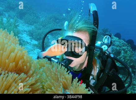 Ottobre 15, 2014 - Mare a Bohol, Filippine - Diver guardando una rosa di skunk clownfish o rosa (anemonefish Amphiprion perideraion) Bohol Mare, Cebu, Filippine, Sud-est asiatico (credito Immagine: © Andrey Nekrasov/ZUMA filo/ZUMAPRESS.com) Foto Stock