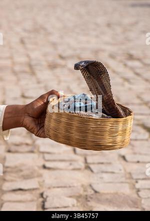 Vista ravvicinata di incantatore di serpenti che tiene il velenoso re Cobra nel cestino Foto Stock