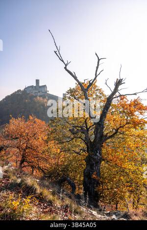 Uno splendido paesaggio autunnale con il gotico castello di Bezdez arroccato su una collina. La scena mostra un vivace fogliame autunnale e un albero scheletrico, che mette in risalto il fascino stagionale della zona. Foto Stock