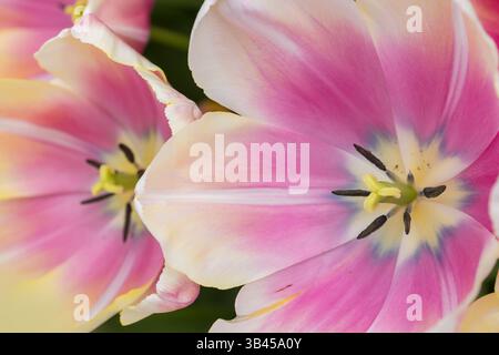 Foto ravvicinata di fiori di tulipani rosa per l'uso sullo sfondo Foto Stock