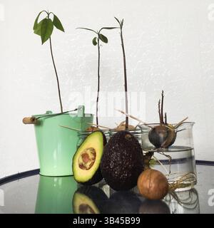 Esempio di processo di piantare l'avocado a casa. Ad ogni passo dal frutto, dal seme, lasciare prima di tutto fino a quando l'albero è ricoperto di solido. Giardinaggio hobby a casa Foto Stock