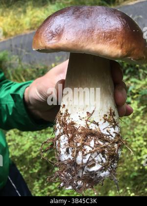 La mano degli uomini regge un grande bolo estivo subito dopo averlo trovato nella foresta. Questo fungo è uno dei funghi incolti più gustosi e popolari. Foto Stock