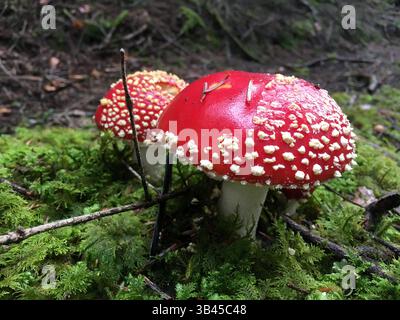 Foto di due funghi chiamati Amanita muscaria rossa comunemente noti come la mosca agarica o mosca amanita in piedi nel muschio nella foresta. Probabilmente e' la m Foto Stock