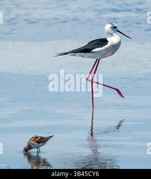 Black Winged Stilt (Himantopus himantopus) che si tuffa in una piscina nella baia di Akrotiri, Cipro. Foto Stock