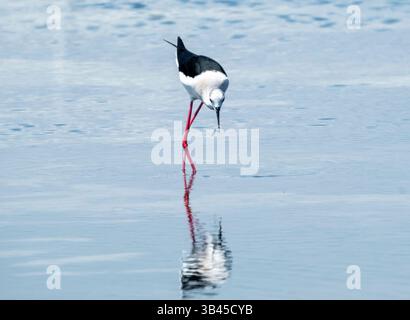 Black Winged Stilt (Himantopus himantopus) che si tuffa in una piscina nella baia di Akrotiri, Cipro. Foto Stock