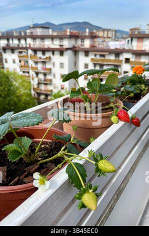 Fragole coltivate in pentole sul balcone. Concetto di giardinaggio domestico. Cibo sano. Direttamente sopra. Foto Stock