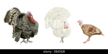 Set di illustrazioni in acquerello per tacchini bianchi e neri. Uccelli di fattoria maschili e marroni, clip art disegnata a mano. Animali da cortile per le cadute e. Foto Stock