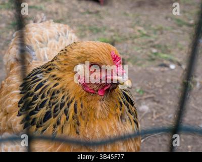 Incredibile pollo all'arancia con strisce nere, sbucciando da una gabbia in rete metallica in una splendida fattoria o in uno zoo Foto Stock