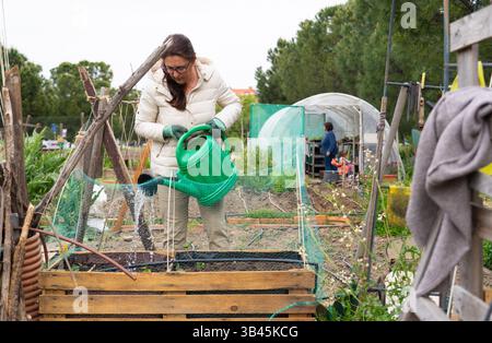 Giardiniere che si prende cura delle piante in un giardino comunitario, promuovendo la sostenibilità e la produzione alimentare locale Foto Stock