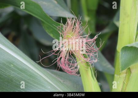Questo primo piano mostra lo sviluppo della seta di mais circondata da foglie verdi e spathes di pannocchie su una pianta coltivata in campo, riflettendo la crescita agricola. Foto Stock