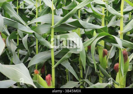 Un vivace campo di mais caratterizzato da gambi verdi con pannocchie di mais in via di sviluppo, catturati in una foto ravvicinata che mostra la consistenza e la fase di crescita del raccolto. Foto Stock