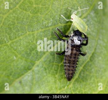 Ladybug, larva che mangia l'afide. Protezione biologica delle piante contro gli organismi nocivi. Nemici naturali. Inserire per inserire un oggetto nella foto. Foto Stock