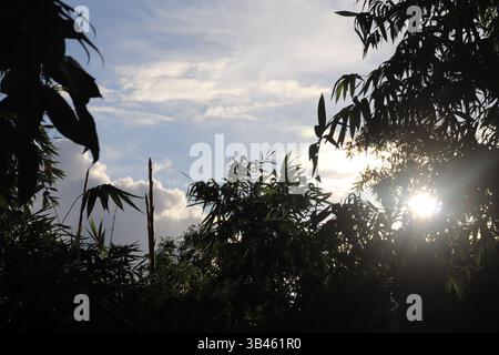 Raffigura foglie di bambù e steli sagomati contro un cielo luminoso e nuvole morbide. I raggi del sole sbirciano attraverso il fogliame, creando un'atmosfera naturale. Foto Stock