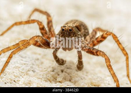 Primo piano di un ragno lupo (Lycosidae sp.) rivolto verso la fotocamera su una superficie sabbiosa, mostrando la caratteristica disposizione degli occhi e le gambe pelose. Foto Stock
