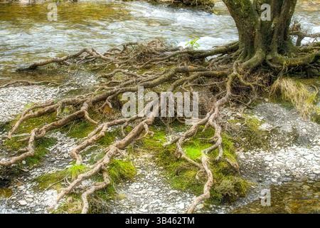 Radici striscianti, acqua bassa. Normalmente questi tendini come le radici sarebbero coperti dal fiume. Pen y Garreg Dam Forest Walk, Elan Valley, Galles Foto Stock