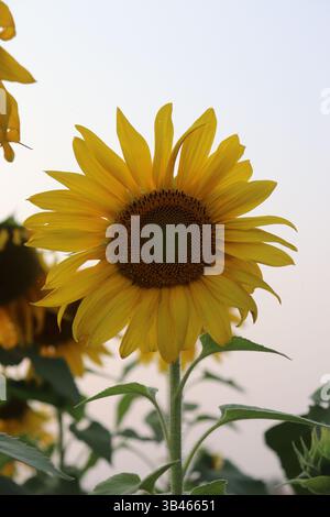 Primo piano cattura i vivaci petali gialli di girasole e il centro marrone. Il fiore fiorisce di foglie verdi su uno sfondo bianco. Foto Stock