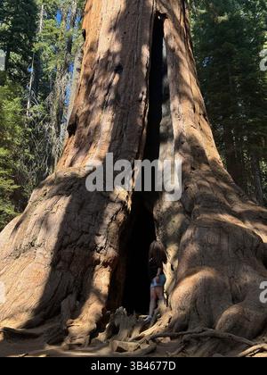 Ragazza in pantaloncini alle radici di un albero di sequoia che mostra le dimensioni reali dell'albero, foto verticale Foto Stock