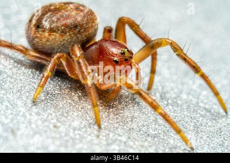 Araniella sp., ragno a tessitura di piccole sfere della famiglia Araneidae, macro dettagliato primo piano di arachnid, Francia. Foto Stock