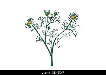 Bouquet botanico camomilla isolato su sfondo bianco. Pianta medicinale disegnata a mano con steli foglie illustrazione vettoriale Fiori. Design grafico ele Illustrazione Vettoriale