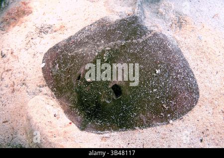 Ottobre 15, 2014 - Mar Nero, Ucraina - Comune di stingray (Dasyatis pastinaca) Mar Nero, Crimea, Russia (credito Immagine: © Andrey Nekrasov/ZUMA filo/ZUMAPRESS.com) Foto Stock