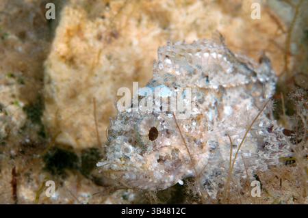 Ottobre 15, 2014 - Mar Nero, Ucraina - Mar Nero bioobject collection: nero Scorfani (Scorpaena porcus) Mar Nero, Crimea, Russia (credito Immagine: © Andrey Nekrasov/ZUMA filo/ZUMAPRESS.com) Foto Stock