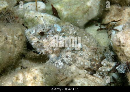 Ottobre 15, 2014 - Mar Nero, Ucraina - Mar Nero bioobject collection: nero Scorfani (Scorpaena porcus) Mar Nero, Crimea, Russia (credito Immagine: © Andrey Nekrasov/ZUMA filo/ZUMAPRESS.com) Foto Stock