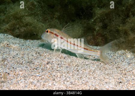 Ottobre 15, 2014 - Mar Nero, Ucraina - goatfish (Mullus barbatus) Mar Nero, Crimea, Russia (credito Immagine: © Andrey Nekrasov/ZUMA filo/ZUMAPRESS.com) Foto Stock