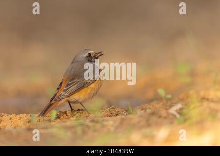 Rosso comune maschile (Phoenicurus phoenicurus حميراء (طائر) ) sul terreno questo uccello è considerato un flycatcher del Vecchio mondo e si trova attraverso Foto Stock