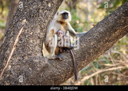 Le pianure settentrionali sono il langur grigio (Semnopithecus entellus), noto anche come il langur sacro, il langur sacro del Bengala e il langur Hanuman, madre con bambino Foto Stock