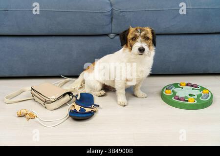 Il concetto di sviluppare l'intelligenza e l'addestramento dei cani in modo che quando un cane viene lasciato solo a casa, non mastichi nulla. Un cane sullo sfondo, Foto Stock