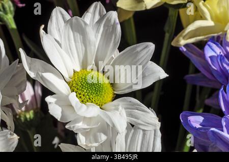Una fioritura di crisantemo bianco occupa un posto centrale in un macro dettagliato. Foto Stock