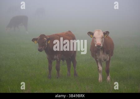 Mucche brune che pascolano nella nebbia nel prato Foto Stock