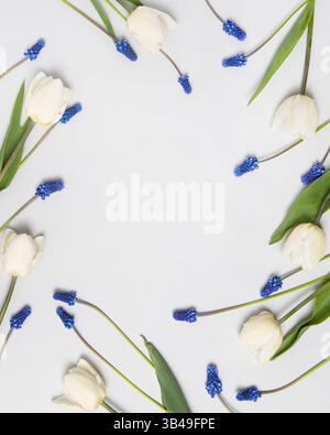 Cornice floreale di primavera fatta di fiori muscolari blu e tulipani bianchi con spazio per il testo. Biglietto di auguri per la festa della mamma, buon compleanno. Sfondo floreale per nuovo prodotto, vendita, cosmetico, presentazione. Foto Stock