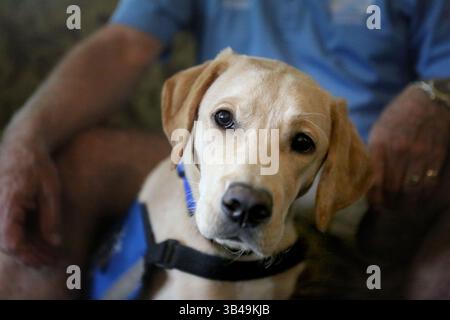 6 agosto 2015 - Clearwater, Florida, Stati Uniti - DOUGLAS R. CLIFFORD | Times.Roofus, un labrador giallo di sei mesi, è stato addestrato per il servizio di cani guida con i cacciatori di cuccioli Barbara Lindley e Gerry Lindley, di Clearwater. Roofus finirà l'addestramento e sarà messo in servizio attraverso Southeastern Guide Dogs, di Palmetto, un'organizzazione senza scopo di lucro che aiuta uomini e donne non vedenti a raggiungere l'indipendenza attraverso l'uso di cani guida. (Immagine di credito: © Douglas R. Clifford/Tampa Bay Times via cavo ZUMA) Foto Stock