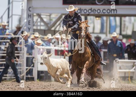 24 luglio 2015 - Cheyenne, Wyoming, Stati Uniti d'America - Tie Down Roping rider Timber Moore corde il suo vitello durante il rodeo dei Cheyenne Frontier Days alla Frontier Park Arena il 24 luglio 2015 a Cheyenne, Wyoming. Frontier Days celebra le tradizioni dei cowboy dell'ovest con un rodeo, una parata e una fiera. (Immagine di credito: © Richard Ellis via ZUMA Wire) Foto Stock
