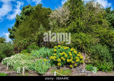 Colori primaverili nel giardino roccioso del Royal Botanic Garden di Edimburgo, Scozia, Regno Unito Foto Stock