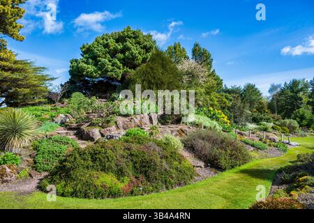 Colori primaverili nel giardino roccioso del Royal Botanic Garden di Edimburgo, Scozia, Regno Unito Foto Stock