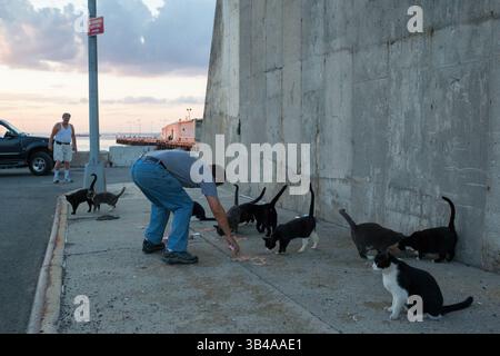 2 settembre 2014 - Brooklyn, New York, USA - Joe nutre una delle sue colonie selvagge mentre osserva John Kaper. John aiuta a sfamare i gatti nei fine settimana quando Joe cammina con i cani per le famiglie benestanti dell'Upper West Side, la sua principale fonte di reddito da quando si è ritirato dalla guida di camion della spazzatura a New York. Ho speso circa 33.000 dollari per i gatti negli ultimi 3 anni. Amo i gatti. Lo faccio davvero. E hanno bisogno del mio aiuto. Il medico costa un fortuneâ€¦il veterinario ha pietà di me a volte e mi dà uno sconto. I gatti sarebbero morti senza i rifugi e il cibo. Morirebbero congelati. Il momento più triste è stato quando ne abbiamo persi 11 Foto Stock