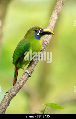 Emerald toucanet (Aulacorhynchus prasinus) è una specie di uccello quasi passerino della famiglia dei toucan Ramphastidae. Si trova dal Messico al Nicaragua Foto Stock